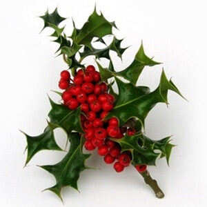 holly-sacred-agriculture